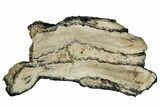 Mammoth Molar Slice With Case - South Carolina #335136-1